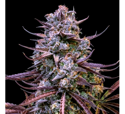 Банановий Пурпурний Пунш (Auto.Fem.) 1 шт. (дрібне насіння!) / Banana Purple Punch 2026 